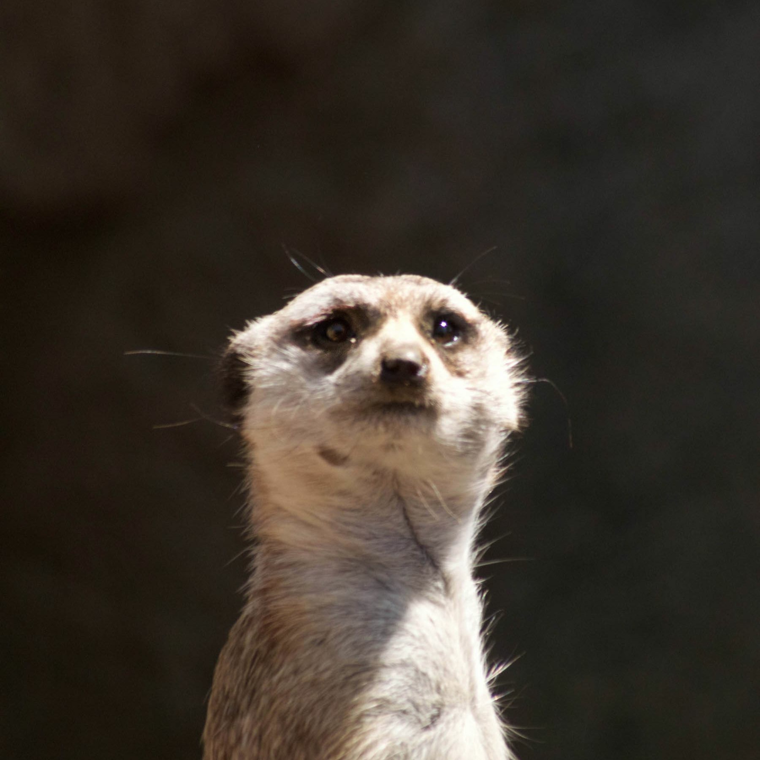 Don't Listen To This Episode, I'm Not Anyway (Teddy Koomen comes on the podcast)