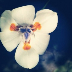 Queen Ft. Verbal D & DJ Gimix