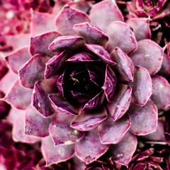 Lovers (Sufi-Inspired Song Using Rumi Text)