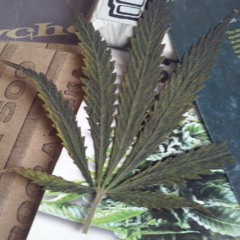 Hwast/Murmur/##! - Cosiedzieje?