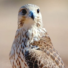 Aziz-alnahyan-yater3