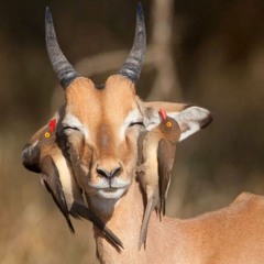 Amphetamine Gazelle (Preview)