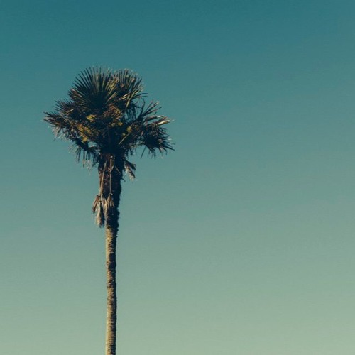 palmtrees_