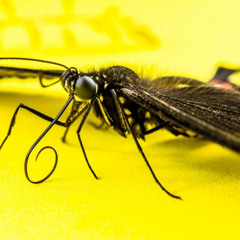 Calm and slightly sad