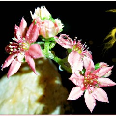 Demon Flower Pt.2