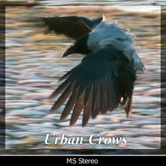 Urban Crows Sound Library
