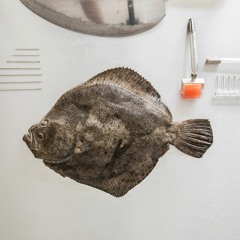 Homo Kaj Naturo - Instrumental