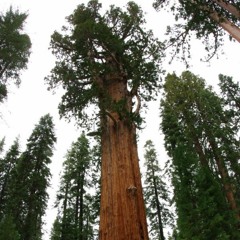 Sequoyahs Heartbeat