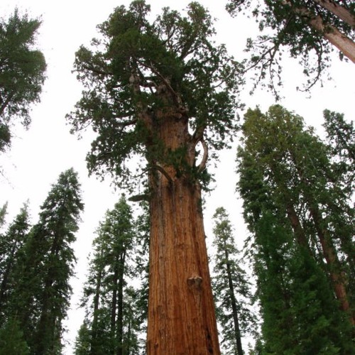 Sequoyahs Heartbeat
