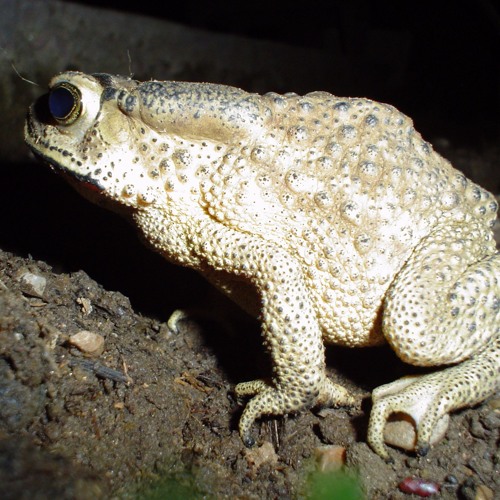 Fieldrecording: Frogs, toads, insects at nightfall at a Chitwan Jungle settlement, Nepal 2004