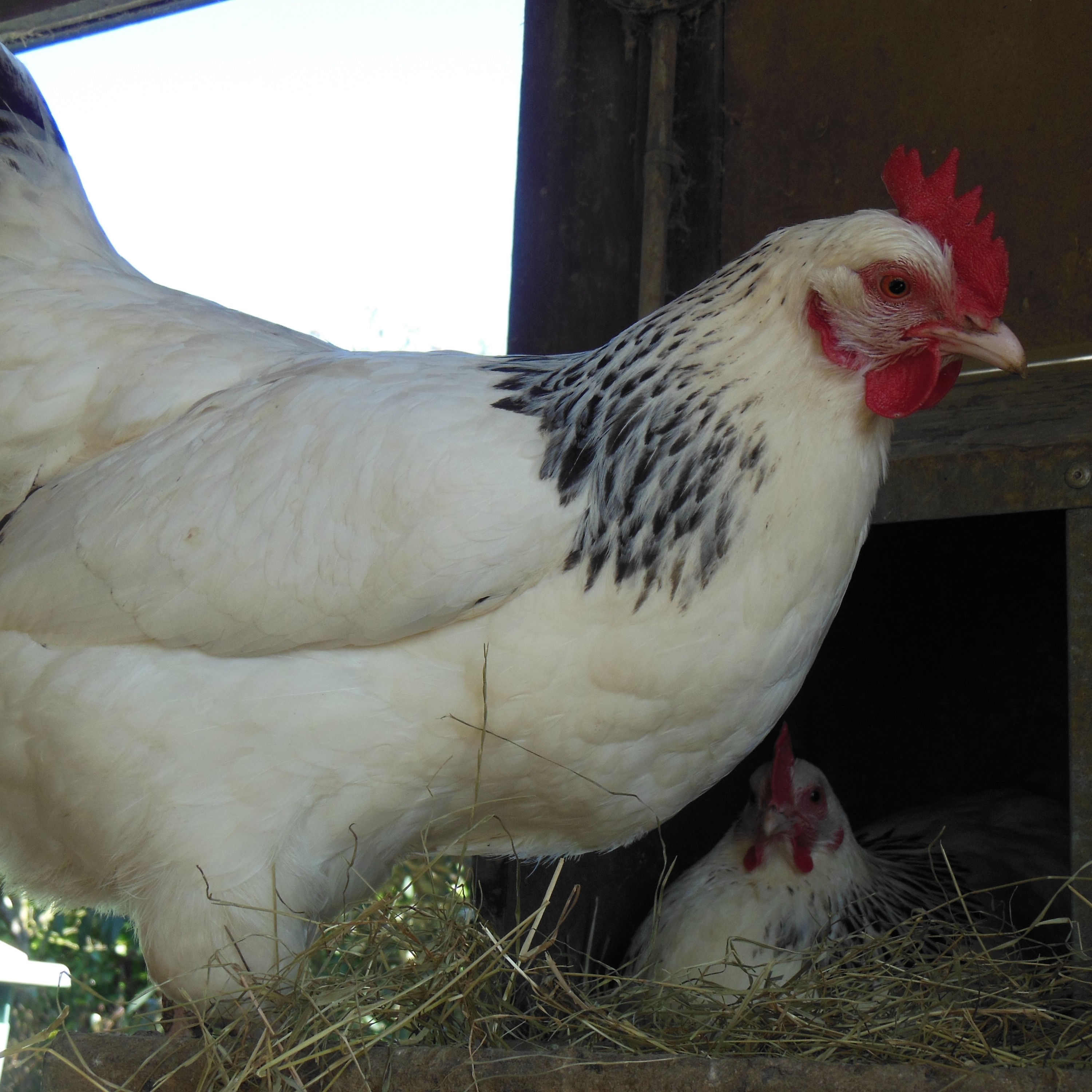 33 Promises À L'abattoir, 2.400 Poules Obtiennent Une Retraite En Plein Air episode artwork