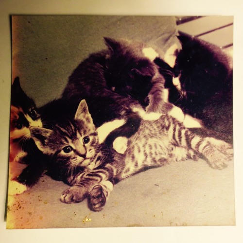 Taylor And The Kittens (early mix)