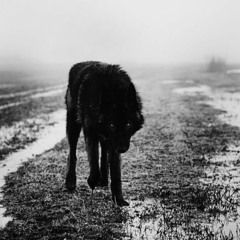 PhoTone x Terence - Stella