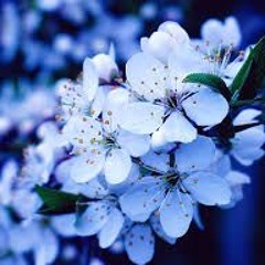 The Yoshida Brothers - "Cherry Blossoms in Winter " (Remix)