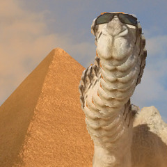 club camel