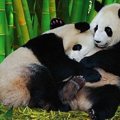Panda Rehab Department Mixes