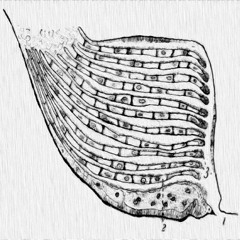 booklung (ft. SHiMOTET)