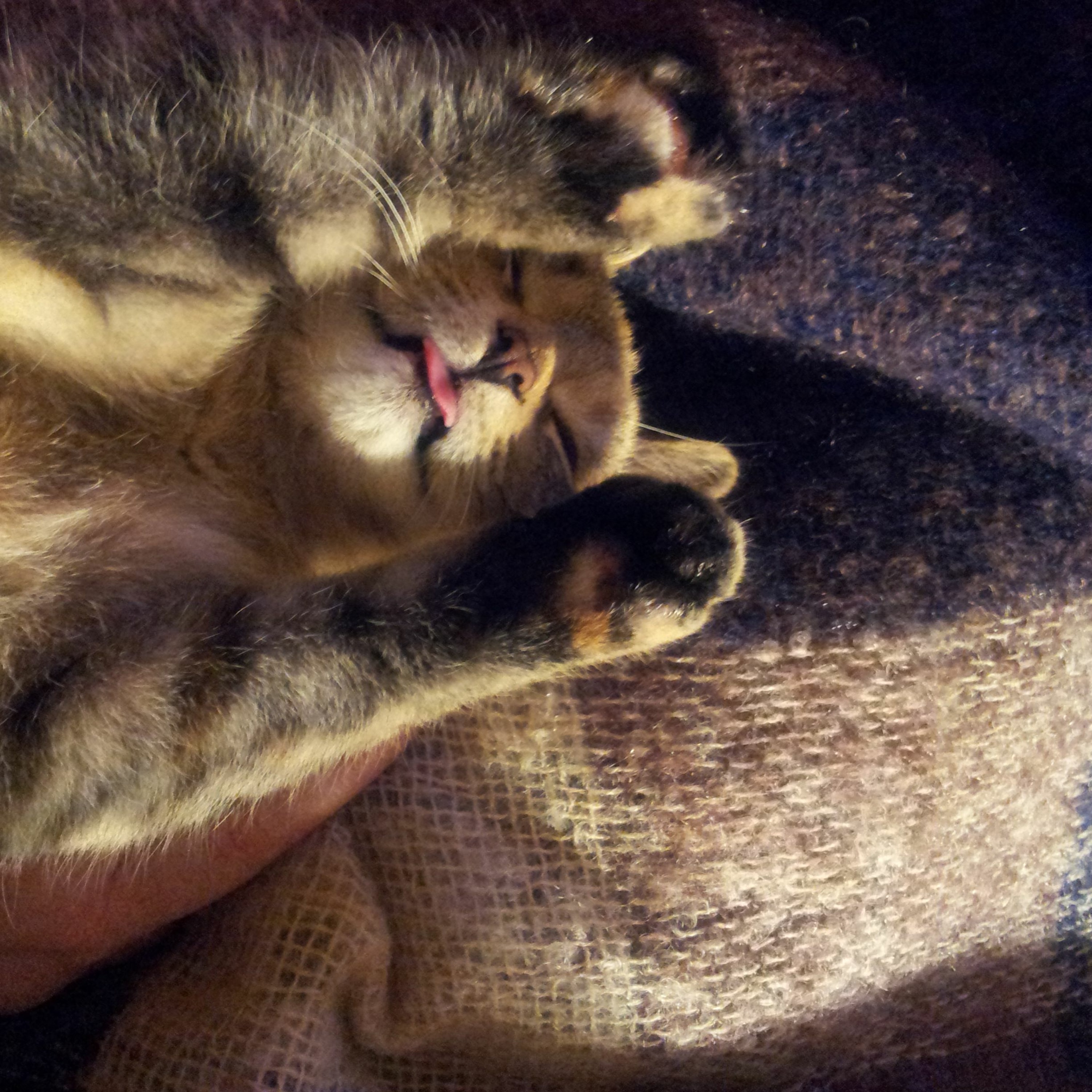 Goodnight Gracie