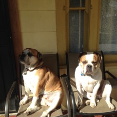 Cobra Attack (Produced By Jay Fehrman)