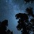 Artwork for Frogs sounds "Forest Sounds at Night", owls, crickets for sleep, study, relaxing #N018
