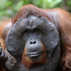 Orangu - Tang - Tang