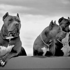 New Anthem (w/hook by @humblemedaily)