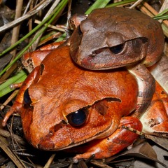 Wet season frogs 2016