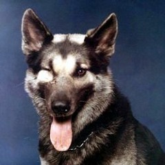 DOG SICK - CHEW TOY BLUES