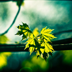 El Petit Jardi - Sunlight through leaves