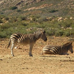South Africa  2010