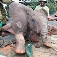 1st Baby Elephant Orphange in Africa