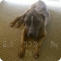 Mistaken Imagination