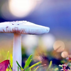 TIME CONTROL   DUBSTEP