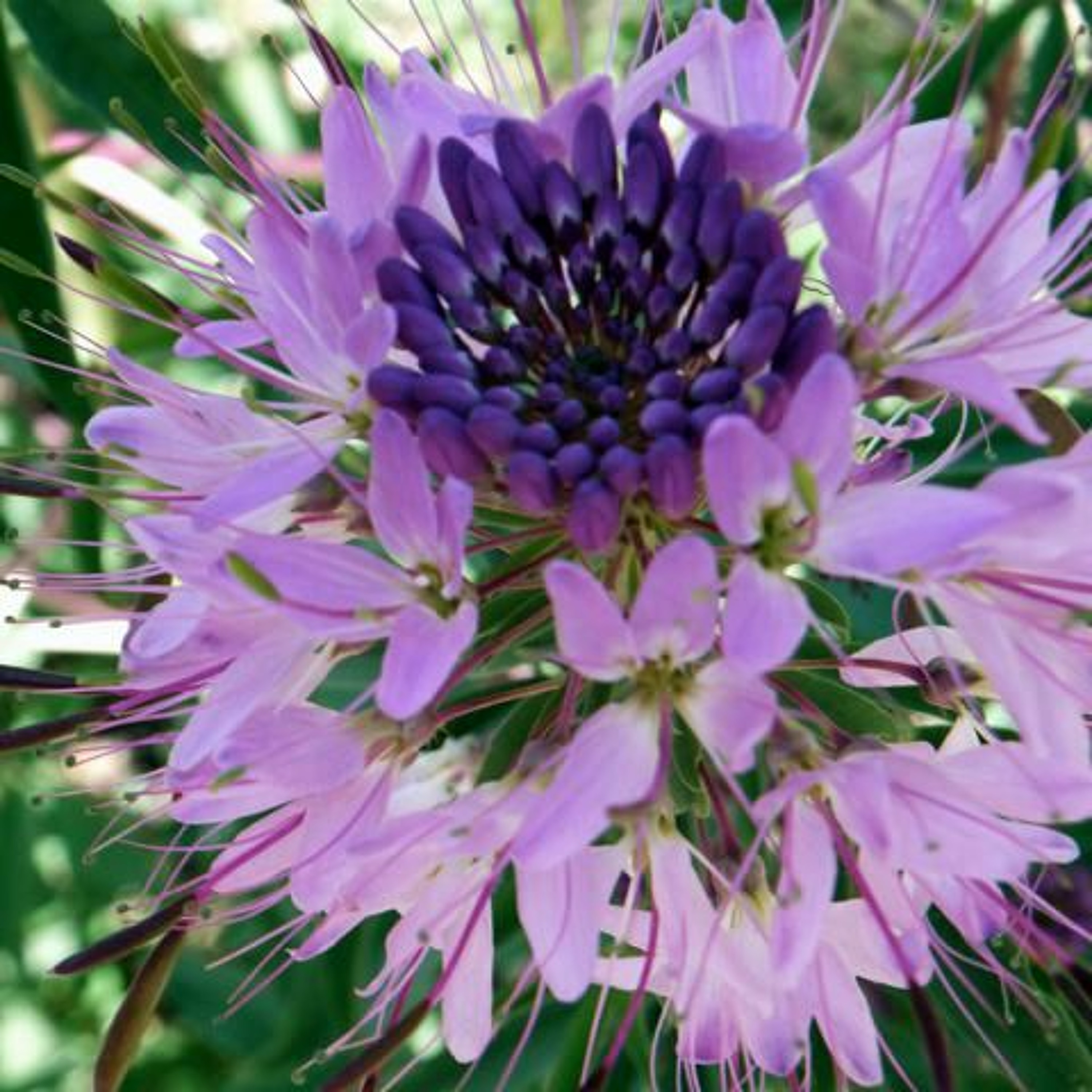 Seed Story Broadcasts