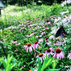 Fragments of Daydreams