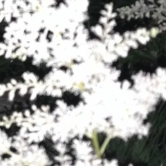 day of the butterfly