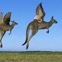 Flying kangaroos