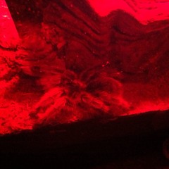 Flugzeuggang - Malaka