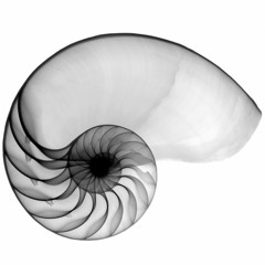 Nautilus