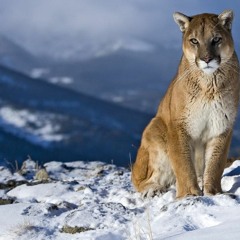 Baby White- Teedmeister