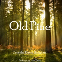 Old Pine Cover