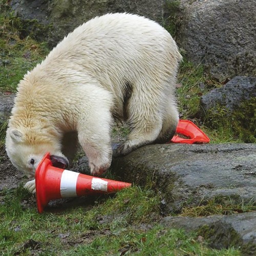 BLND 10.3 Polar Nip 10" EP