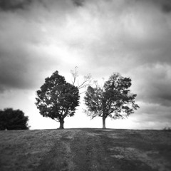 Two Trees (John O'Callaghan remix)