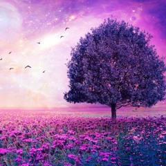 Surah and translation