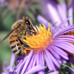 How Doth The Little Busy Bee (Isaac Watts) narrated by Louis Ray