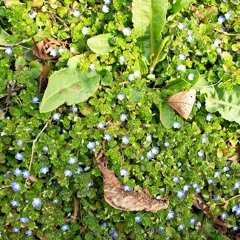 한남동 풀벌레 울음소리~