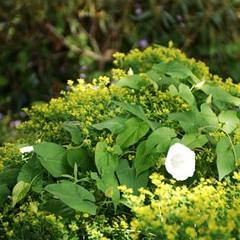 Lavender Smell - Bindweed