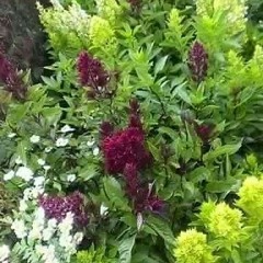 تلاوة من  سورة الزمر ❤ للقارئ  〰 سعيد الخطيب 〰