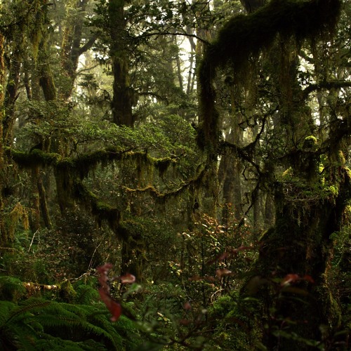 Spiritual Geometry ॐ - Forest Creatures