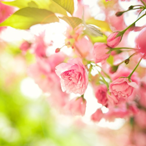 Krishnavandana concert 2013: Yaa Sanware So Main